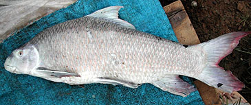 Record photograph for Labeo erythropterus